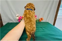 Weston, a male Cavapoo for sale in Fordland, MO – 3 of 8