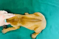 Mae, a female Rhodesian Ridgeback for sale in Fordland, MO – 4 of 8