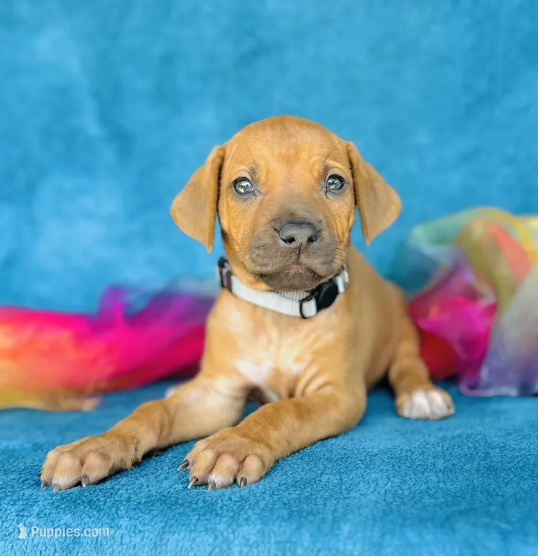 Kioni – Rhodesian Ridgeback puppy for sale in Fordland, MO