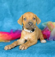 Kioni, a female Rhodesian Ridgeback for sale in Fordland, MO – 1 of 8