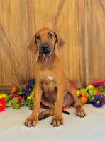 Mae, a female Rhodesian Ridgeback for sale in Fordland, MO – 8 of 8