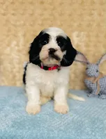 Tom, a male Cavapoo and Poodle - Miniature  for sale in Fordland, MO – 2 of 8