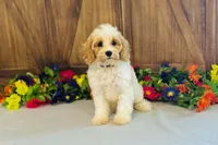 Kona, a male Cavapoo for sale in Fordland, MO – 3 of 9