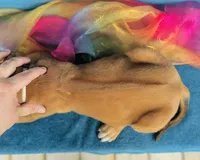 Amara, a female Rhodesian Ridgeback for sale in Fordland, MO – 3 of 8