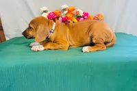 Royale, a female Rhodesian Ridgeback for sale in Fordland, MO – 9 of 9
