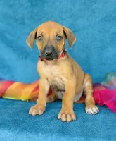 Imani, a female Rhodesian Ridgeback for sale in Fordland, MO – 6 of 8