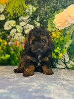 Plaid, a male Poodle - Toy  for sale in Fordland, MO – 8 of 8