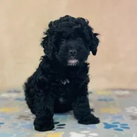 Thomson, a male Cavapoo and Poodle - Miniature  for sale in Fordland, MO – Photo 3 of 9