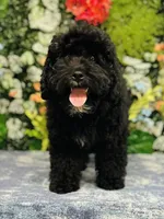 Thomson, a male Cavapoo and Poodle - Miniature  for sale in Fordland, MO – Photo 9 of 9