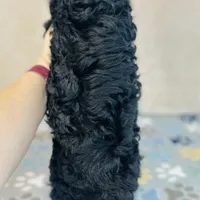 Thomson, a male Cavapoo and Poodle - Miniature  for sale in Fordland, MO – Photo 5 of 9