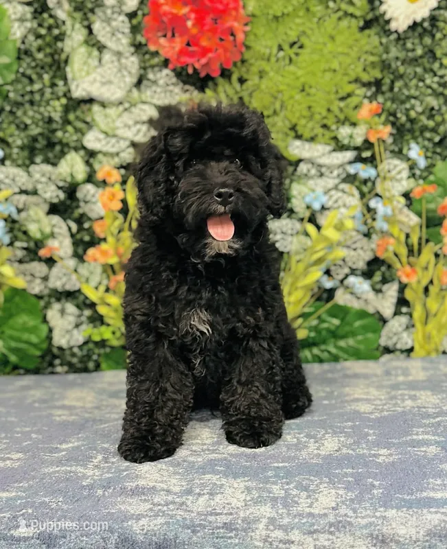 Thomson – Cavapoo, Poodle - Miniature  puppy for sale in Fordland, MO