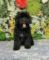 Thomson, a male Cavapoo and Poodle - Miniature  for sale in Fordland, MO – Photo 1 of 9