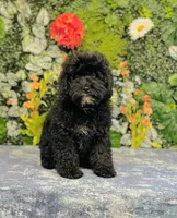 Thomson, a male Cavapoo and Poodle - Miniature  for sale in Fordland, MO – Photo 7 of 9
