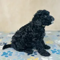 Thomson, a male Cavapoo and Poodle - Miniature  for sale in Fordland, MO – Photo 4 of 9