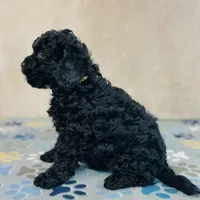 Thomson, a male Cavapoo and Poodle - Miniature  for sale in Fordland, MO – Photo 6 of 9