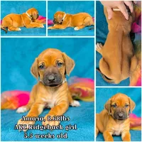 Amara, a female Rhodesian Ridgeback for sale in Fordland, MO – 8 of 8