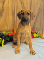 Della, a female Rhodesian Ridgeback for sale in Fordland, MO – 7 of 8
