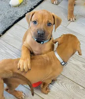 Zuri, a female Rhodesian Ridgeback for sale in Fordland, MO – 10 of 10