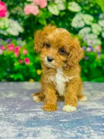 Isola, a female Cavapoo for sale in Fordland, MO – 6 of 9