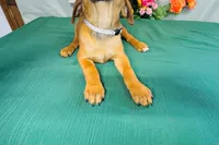 Della, a female Rhodesian Ridgeback for sale in Fordland, MO – 2 of 8