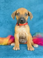 Imani, a female Rhodesian Ridgeback for sale in Fordland, MO – 5 of 8