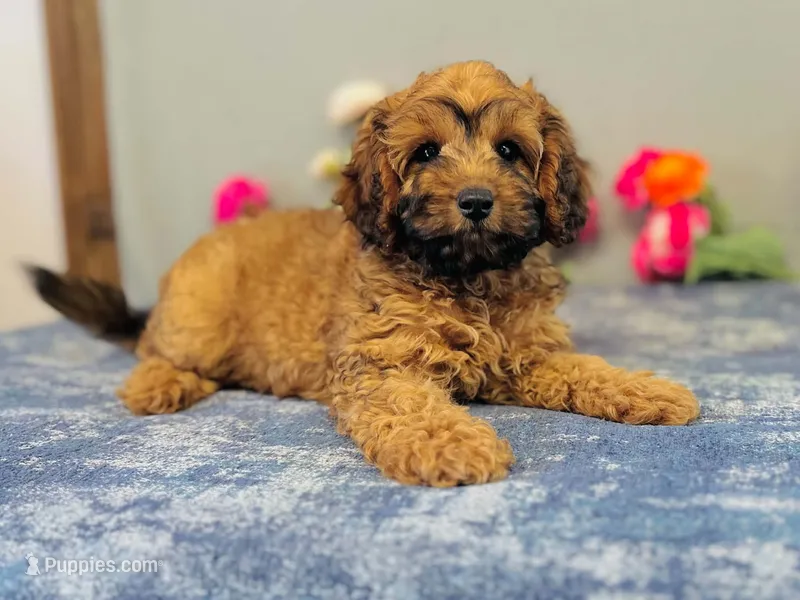 Sierra – Cavapoo puppy for sale in Fordland, MO