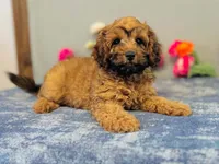 Sierra, a female Cavapoo for sale in Fordland, MO – 1 of 7