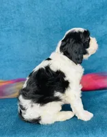Tom, a male Cavapoo and Poodle - Miniature  for sale in Fordland, MO – 8 of 8