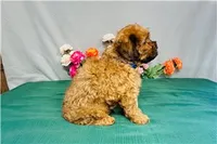 Weston, a male Cavapoo for sale in Fordland, MO – 4 of 8