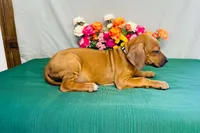 Duchess, a female Rhodesian Ridgeback for sale in Fordland, MO – 8 of 8