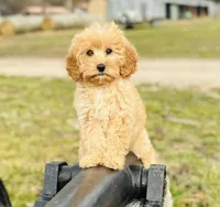 Sony, a male Cavapoo and Poodle - Miniature  for sale in Fordland, MO – Photo 1 of 9