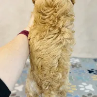 Sony, a male Cavapoo and Poodle - Miniature  for sale in Fordland, MO – Photo 7 of 9