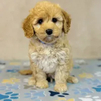 Sony, a male Cavapoo and Poodle - Miniature  for sale in Fordland, MO – Photo 5 of 9