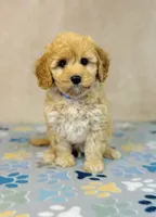 Sony, a male Cavapoo and Poodle - Miniature  for sale in Fordland, MO – Photo 4 of 7