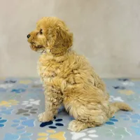 Sony, a male Cavapoo and Poodle - Miniature  for sale in Fordland, MO – Photo 3 of 9