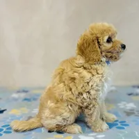 Sony, a male Cavapoo and Poodle - Miniature  for sale in Fordland, MO – Photo 6 of 9