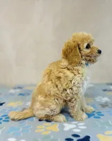 Sony, a male Cavapoo and Poodle - Miniature  for sale in Fordland, MO – Photo 5 of 7