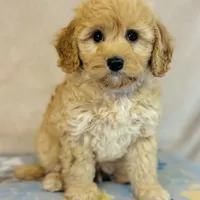Sony, a male Cavapoo and Poodle - Miniature  for sale in Fordland, MO – Photo 4 of 9