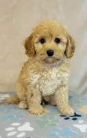 Sony, a male Cavapoo and Poodle - Miniature  for sale in Fordland, MO – Photo 3 of 7