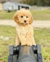 Sony, a male Cavapoo and Poodle - Miniature  for sale in Fordland, MO – Photo 9 of 9