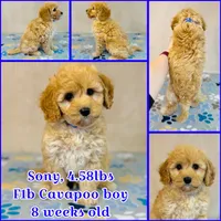 Sony, a male Cavapoo and Poodle - Miniature  for sale in Fordland, MO – Photo 8 of 9