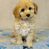 Sony, a male Cavapoo and Poodle - Miniature  for sale in Fordland, MO – Photo 2 of 9