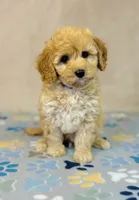 Sony, a male Cavapoo and Poodle - Miniature  for sale in Fordland, MO – Photo 1 of 7