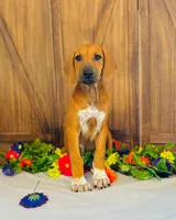 Royale, a female Rhodesian Ridgeback for sale in Fordland, MO – 4 of 9