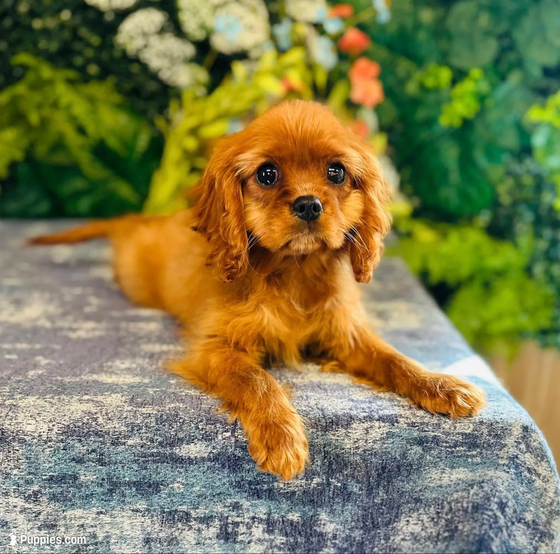 Miss Marple – Cavalier King Charles Spaniel puppy for sale in Fordland, MO