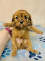 Miss Marple, a female Cavalier King Charles Spaniel for sale in Fordland, MO – Photo 2 of 8