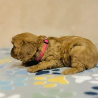 Miss Marple, a female Cavalier King Charles Spaniel for sale in Fordland, MO – Photo 4 of 9