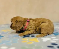 Miss Marple, a female Cavalier King Charles Spaniel for sale in Fordland, MO – Photo 3 of 8