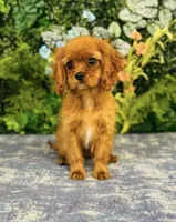 Miss Marple, a female Cavalier King Charles Spaniel for sale in Fordland, MO – Photo 9 of 9