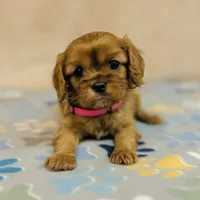Miss Marple, a female Cavalier King Charles Spaniel for sale in Fordland, MO – Photo 3 of 9